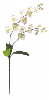 Phalaenopsis 80cm weiß/grün