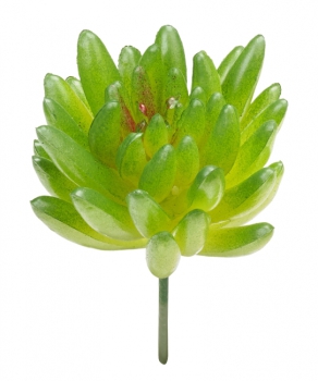 Mini-Garten Steingewächs IV 8cm grün