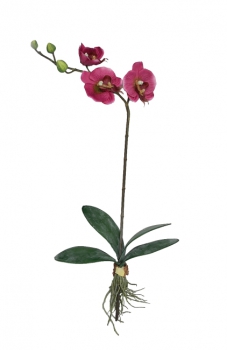 Orchidee purple 53cm
