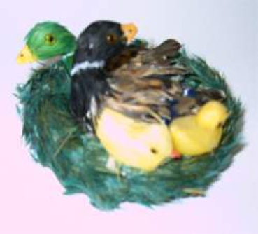 Entenfamilie im Nest