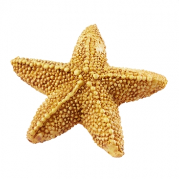 Seestern 5,8cm