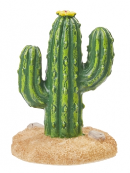 Kaktus 4cm