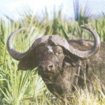 Buffalo