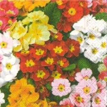 Primula