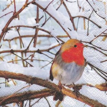 Robin in a winter tree
