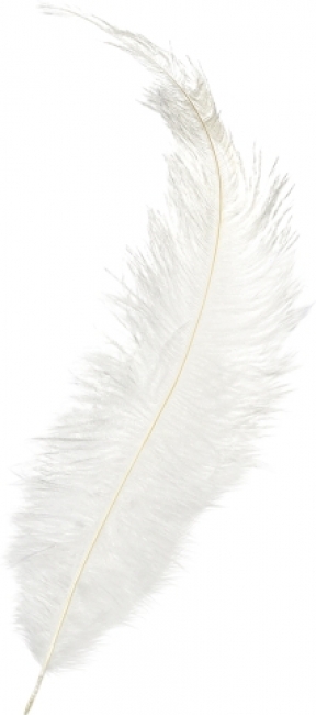 Feder 35cm weiß