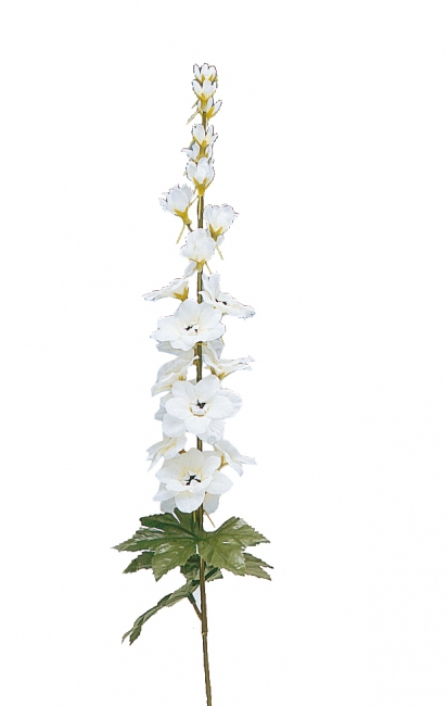 Delphinium 75cm weiß