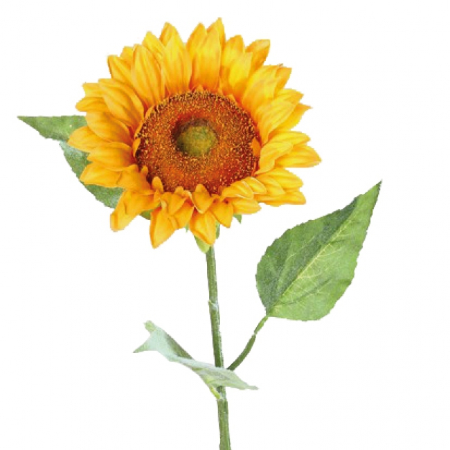 Sonnenblume 80cm