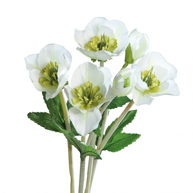Helleborusbund x4 39cm weiß