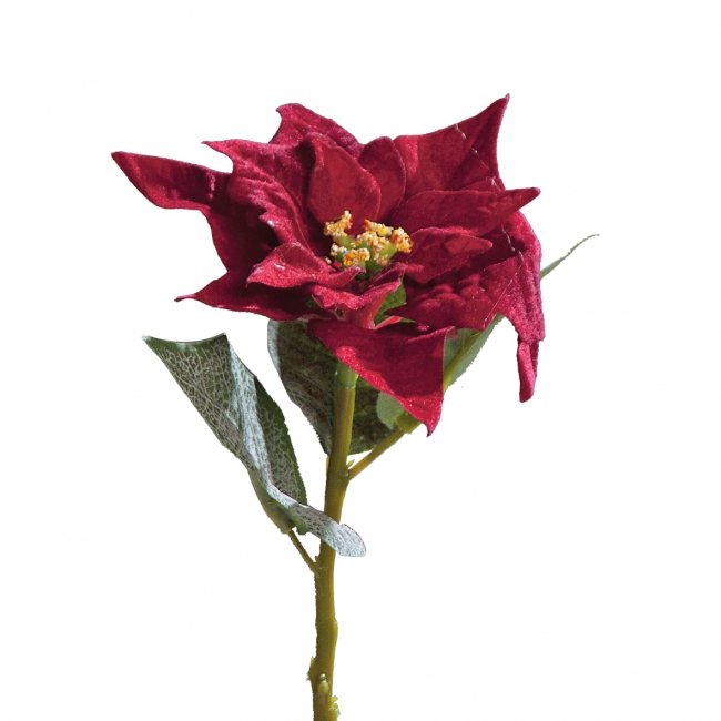 Poinsettia 25cm rot