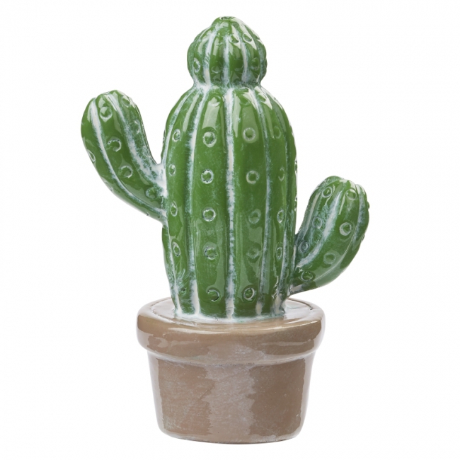 Kaktus 6,5cm