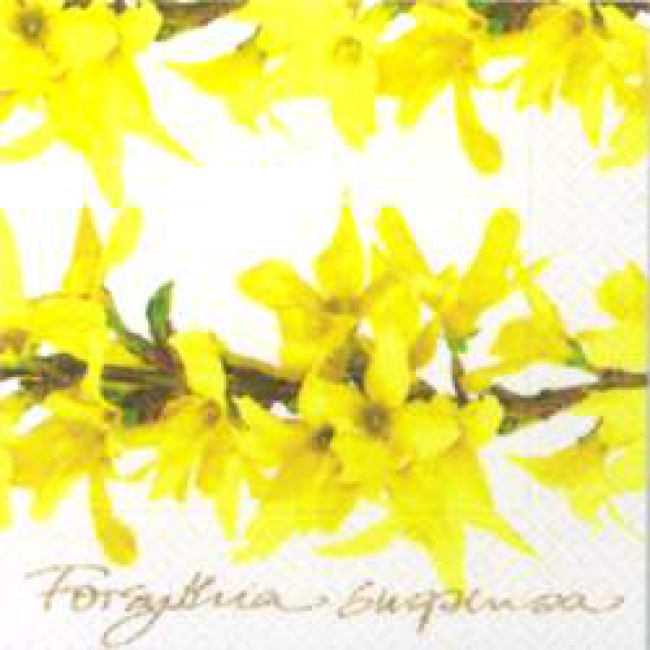 Forsythia