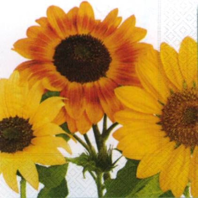 Helianthus