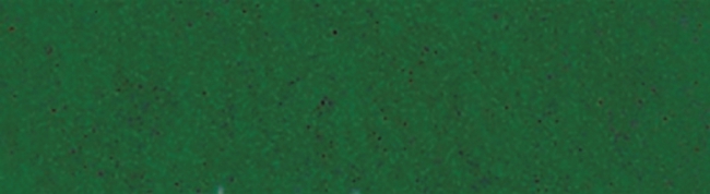 Bastelfilz 45cm x 2,5m grasgrün
